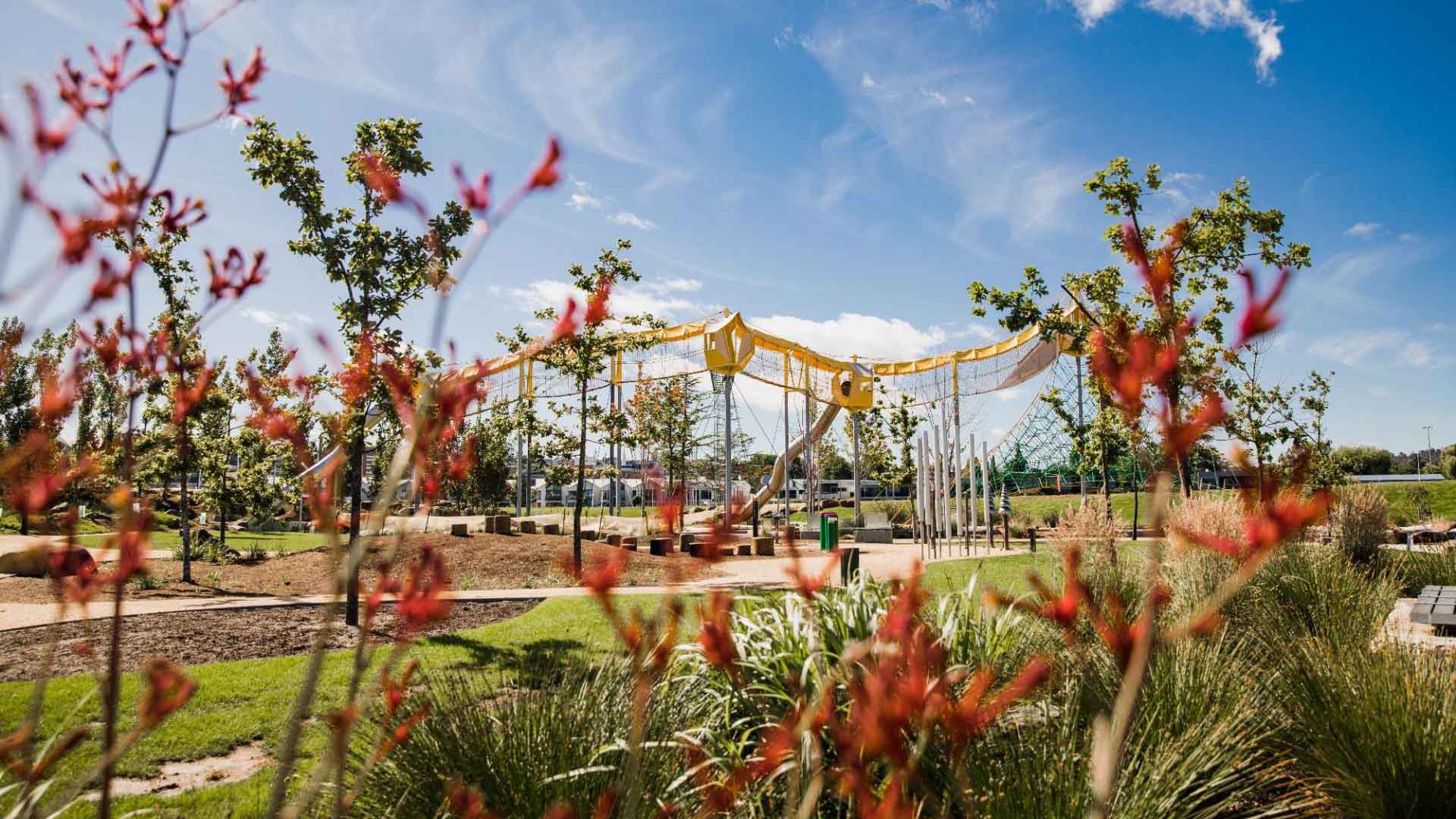 Image of a park with Kangaroo paw in the foreground of the image